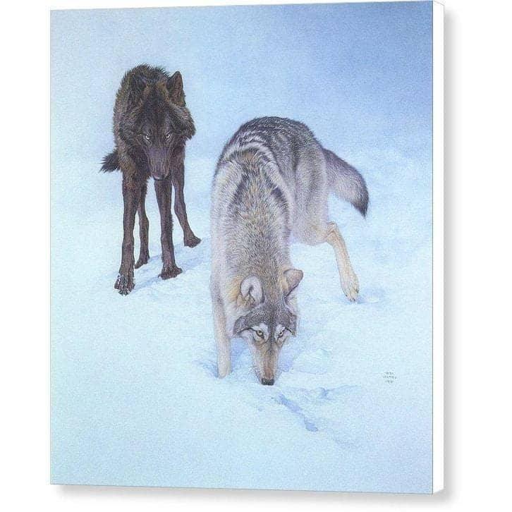 Tracking The Scent - Canvas Print | Artwork by Glen Loates
