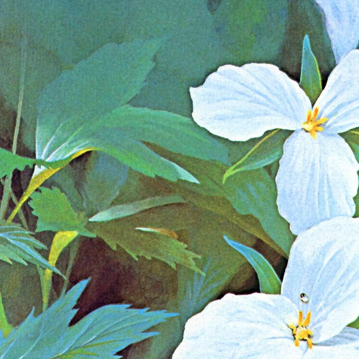 Trillium - Canvas Print | Artwork by Glen Loates