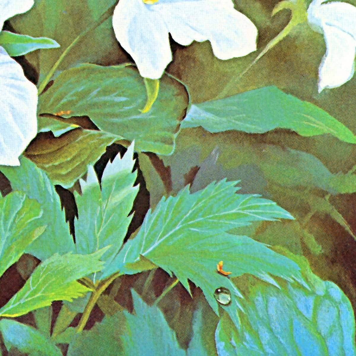 Trillium - Canvas Print | Artwork by Glen Loates
