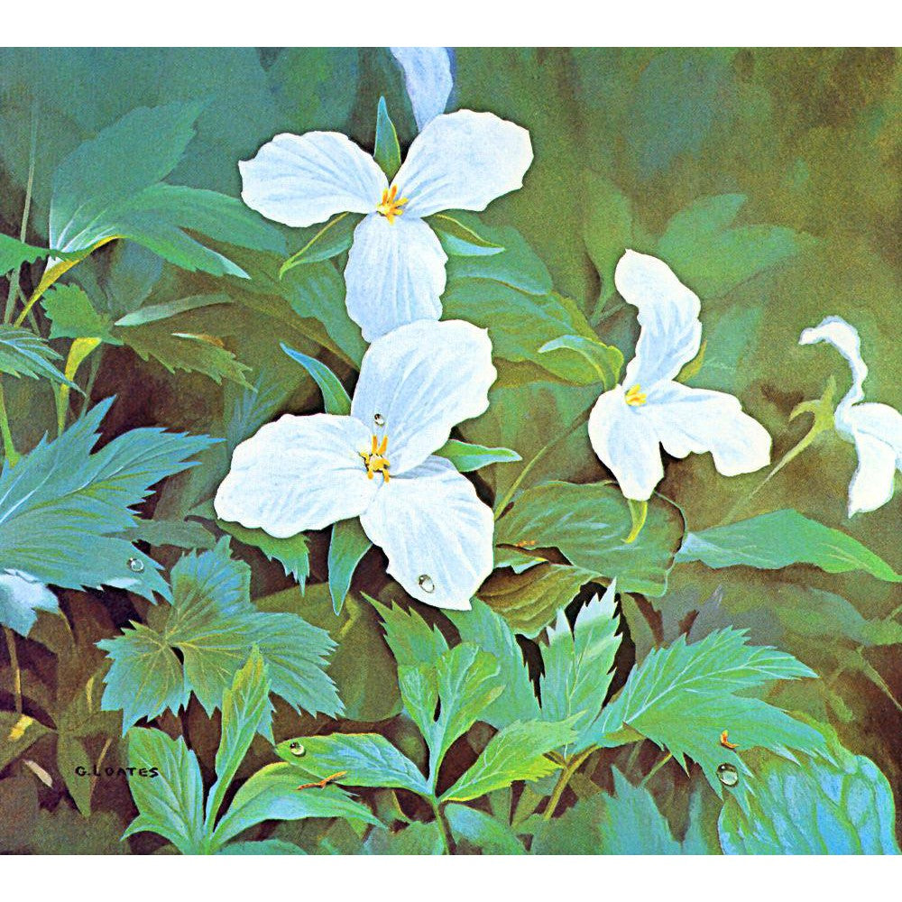 Trillium - Canvas Print | Artwork by Glen Loates