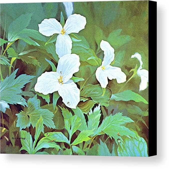 Trillium - Canvas Print | Artwork by Glen Loates