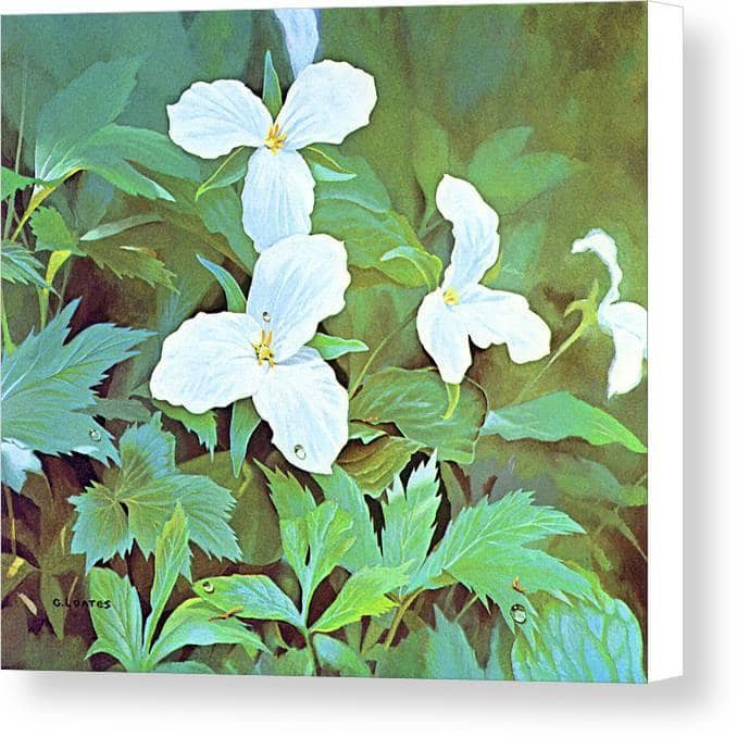 Trillium - Canvas Print | Artwork by Glen Loates