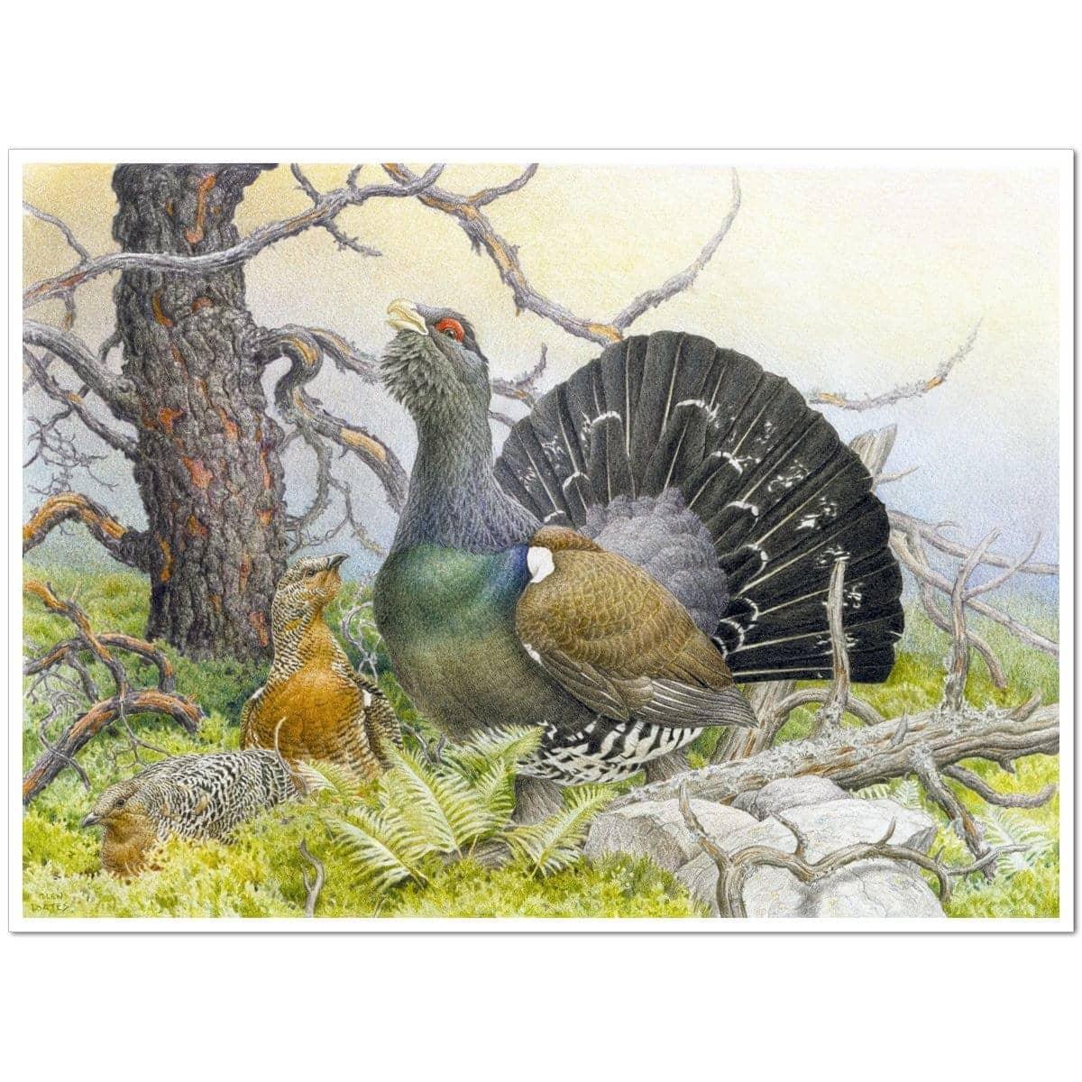 Western Capercaillie - Art Print | Artwork by Glen Loates