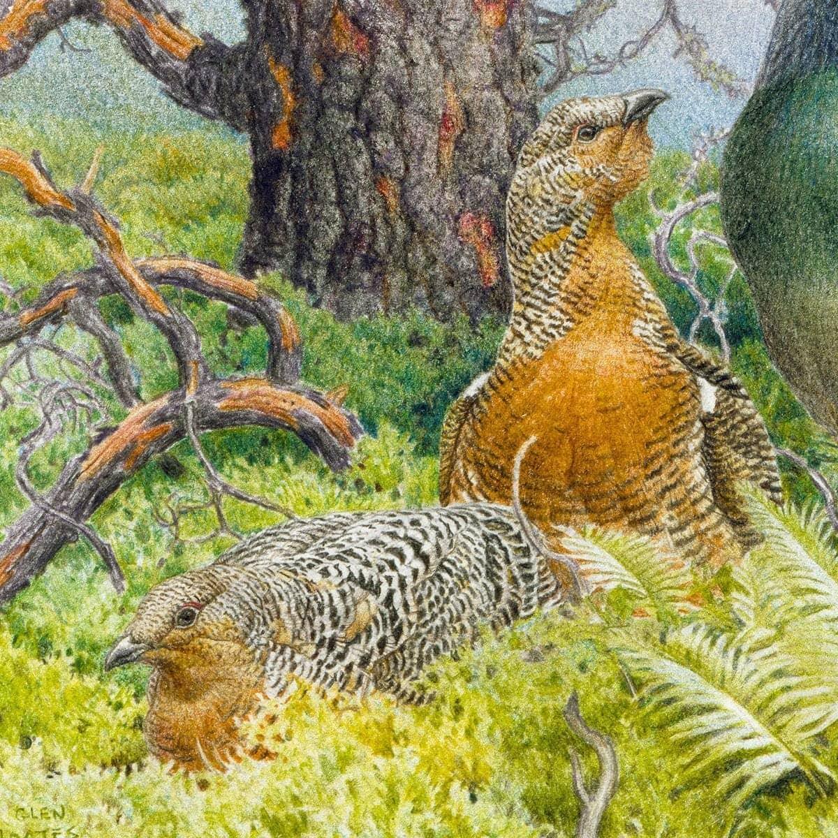 Western Capercaillie - Canvas Print | Artwork by Glen Loates