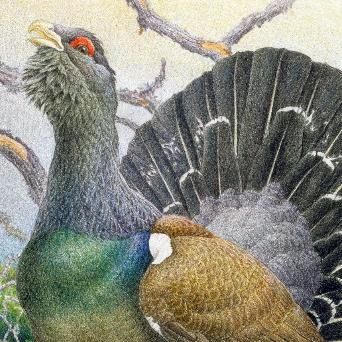 Western Capercaillie - Canvas Print | Artwork by Glen Loates