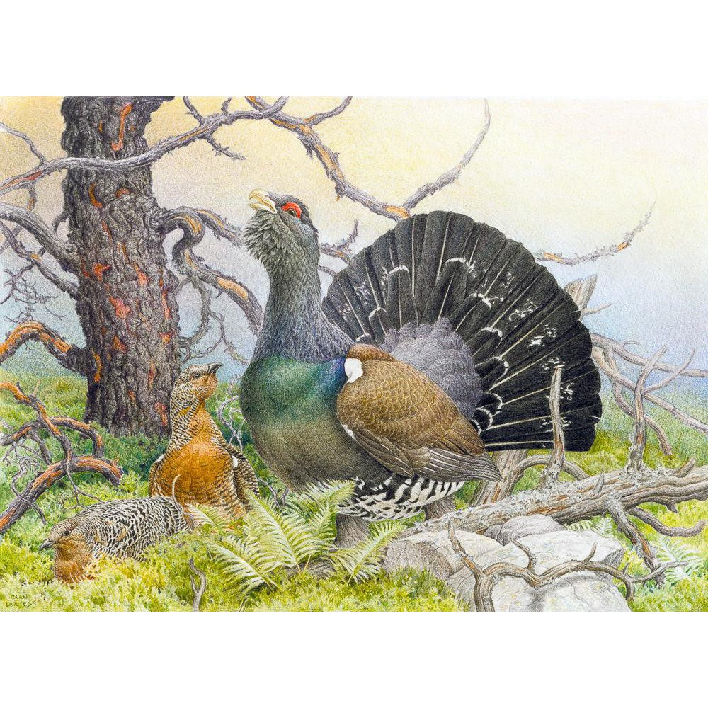 Western Capercaillie - Canvas Print | Artwork by Glen Loates