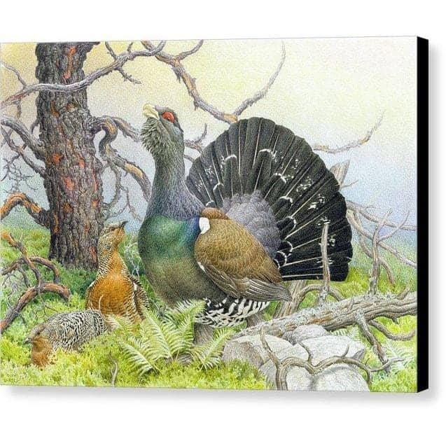 Western Capercaillie - Canvas Print | Artwork by Glen Loates
