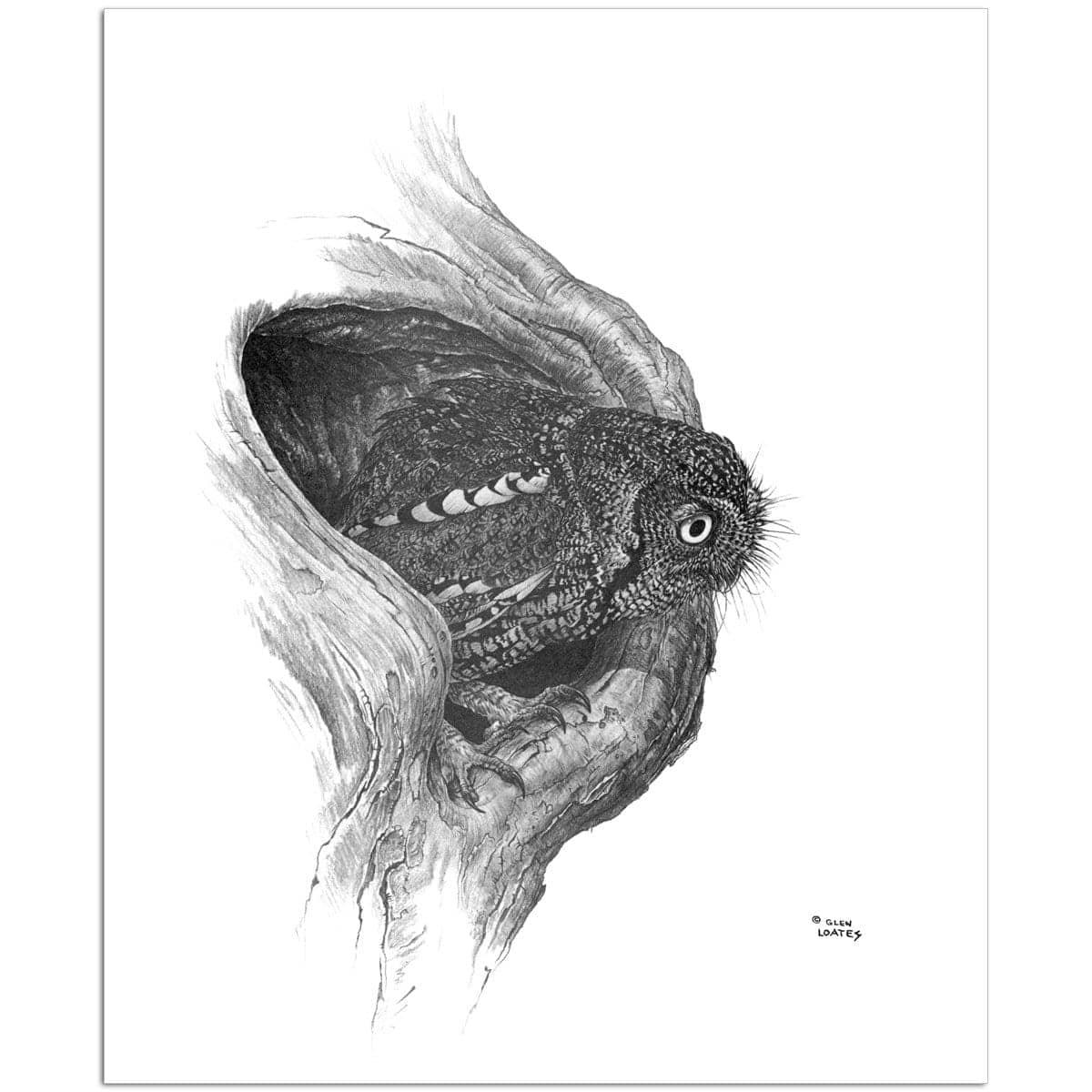 Whiskered Owl - Art Print | Artwork by Glen Loates