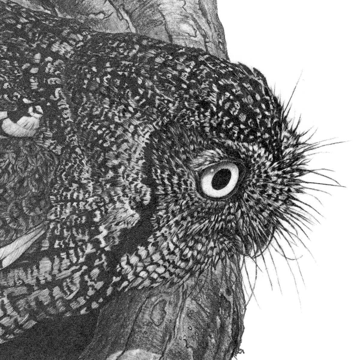 Whiskered Owl - Framed Print | Artwork by Glen Loates