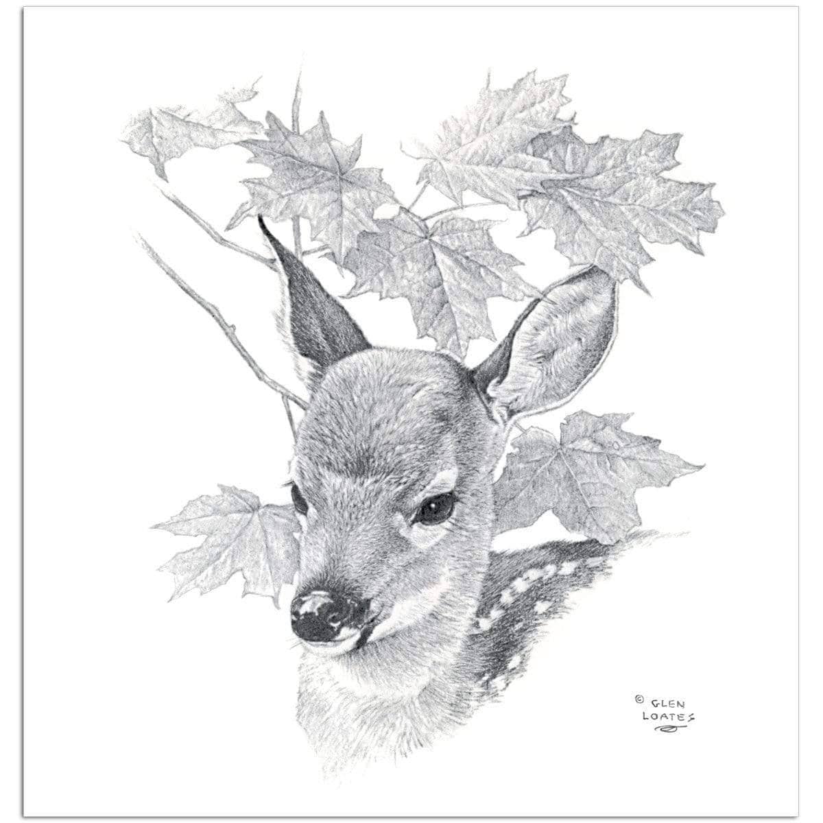 White Tailed Deer Fawn Portrait - Art Print | Artwork by Glen Loates