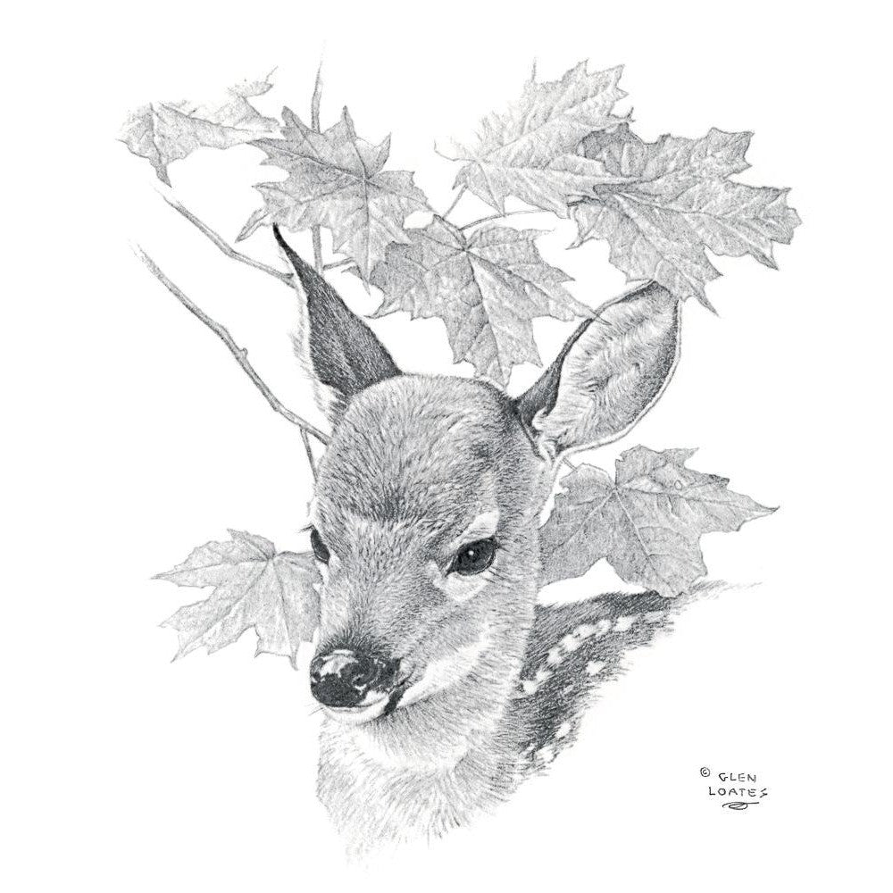 White Tailed Deer Fawn Portrait - Art Print | Artwork by Glen Loates