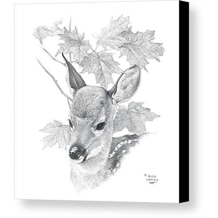 White Tailed Deer Fawn Portrait - Canvas Print | Artwork by Glen Loates