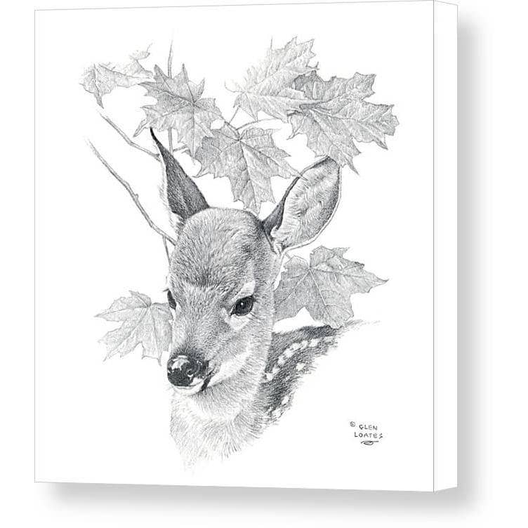 White Tailed Deer Fawn Portrait - Canvas Print | Artwork by Glen Loates