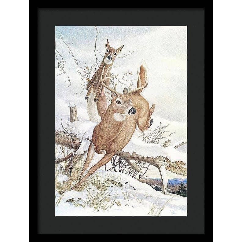 White-tailed Deer - Framed Print | Artwork by Glen Loates