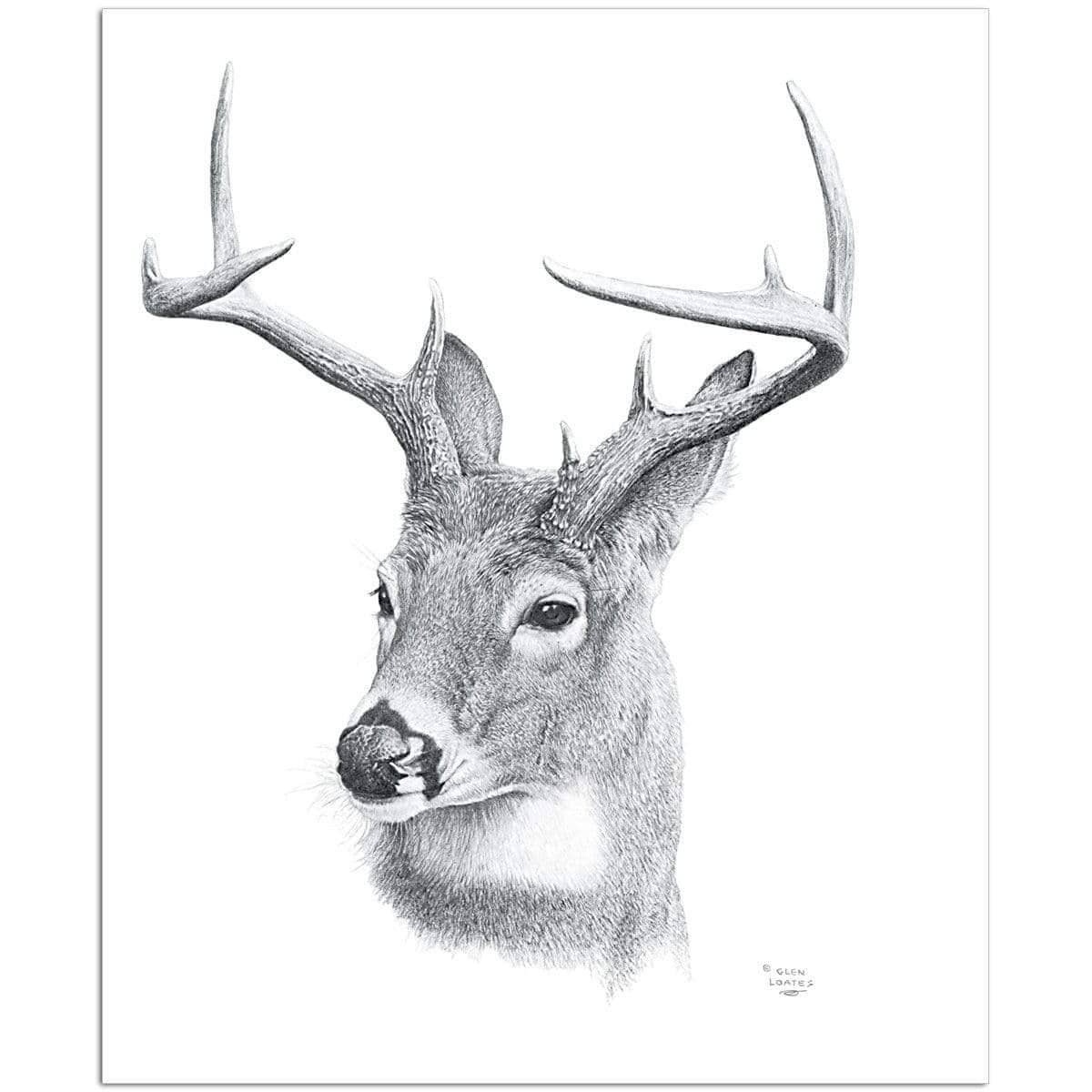 White-tailed Deer Portrait - Art Print | Artwork by Glen Loates