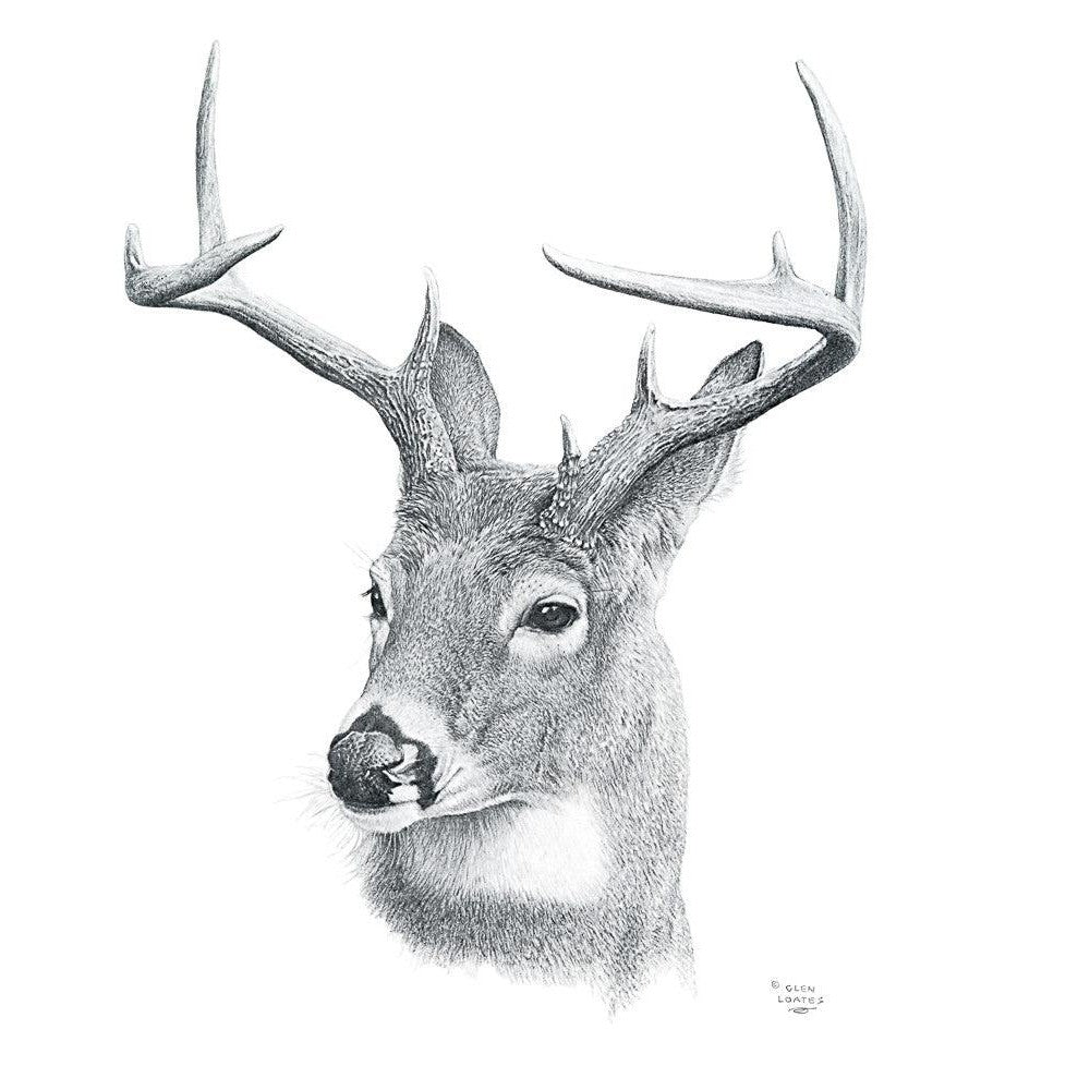 White-tailed Deer Portrait - Canvas Print | Artwork by Glen Loates