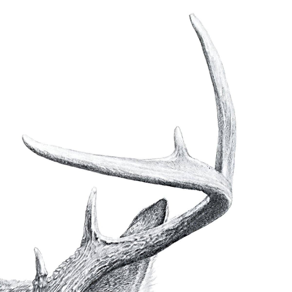 White-tailed Deer Portrait - Canvas Print | Artwork by Glen Loates