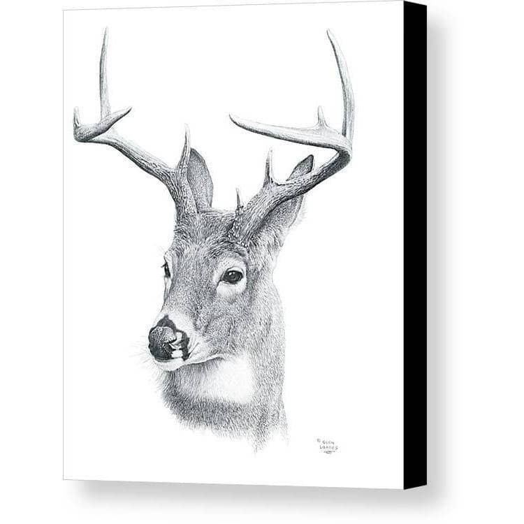 White-tailed Deer Portrait - Canvas Print | Artwork by Glen Loates