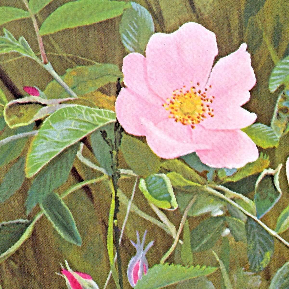 Wild Roses - Canvas Print | Artwork by Glen Loates
