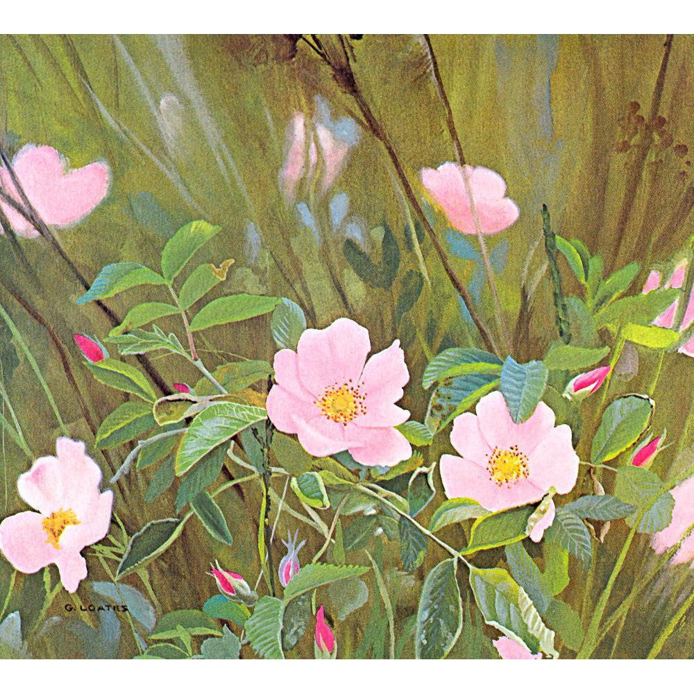 Wild Roses - Canvas Print | Artwork by Glen Loates