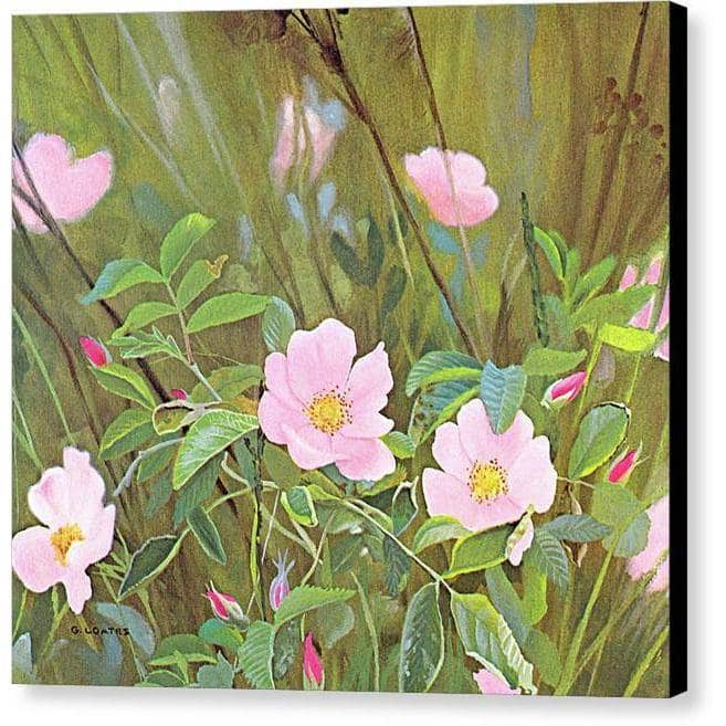 Wild Roses - Canvas Print | Artwork by Glen Loates