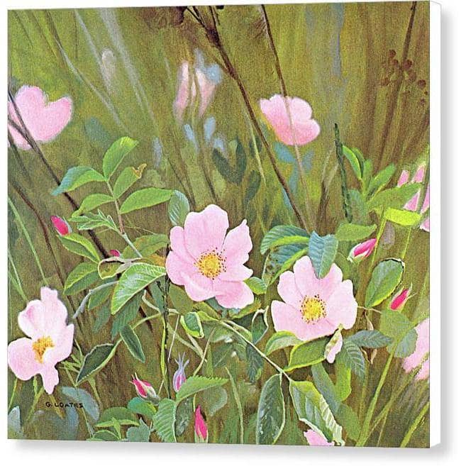 Wild Roses - Canvas Print | Artwork by Glen Loates