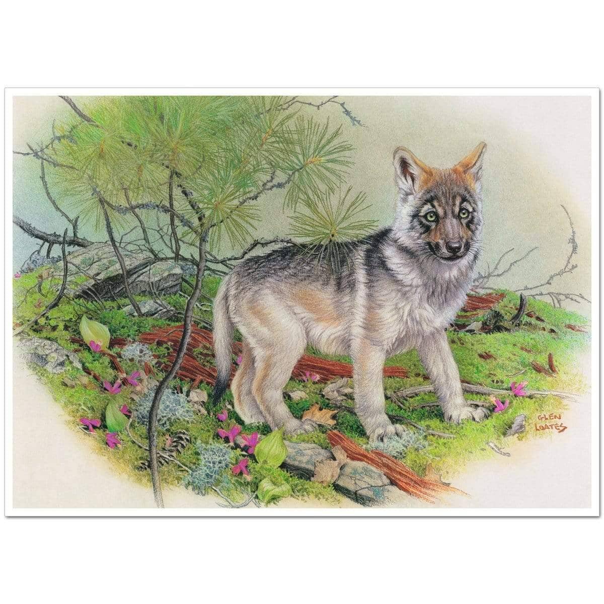 Wolf Pup - Art Print | Artwork by Glen Loates