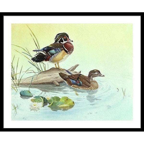 Wood Ducks - Framed Print | Artwork by Glen Loates